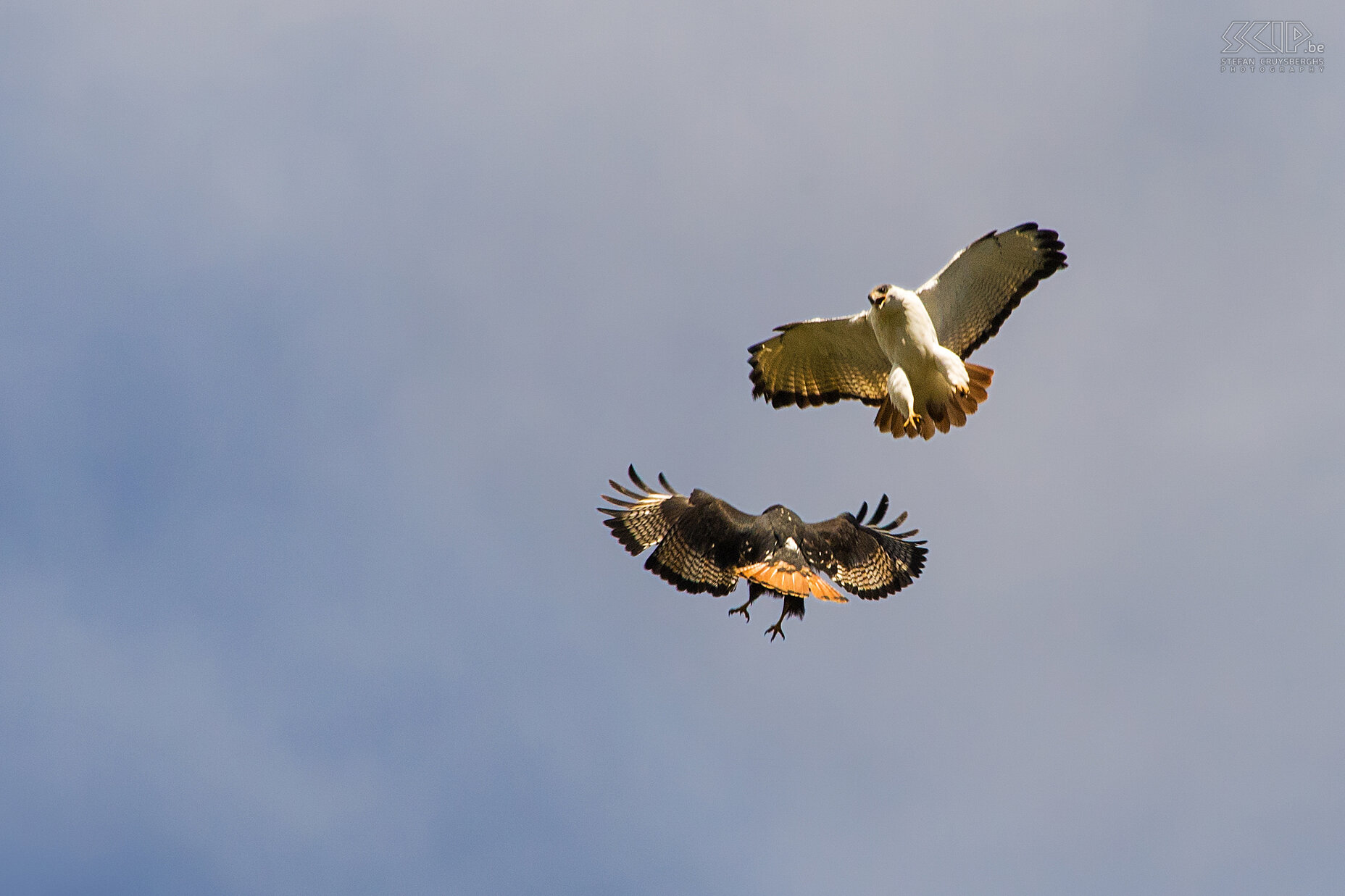 Simien Mountains - Ghenek - Buizerds Een jonge (witte) en volwassen (donkere) augurbuizerd (Augur Buzzard, Buteo Rufofuscus) vallen elkaar aan in de vlucht. Ik was heel opgetogen dat ik van deze actie een reeks foto’s kon maken. Het blijkt dat beide buizerds dezelfde prooi zagen, waarschijnlijk een rat, en ze daarom elkaar aanvielen. Ik denk dat de volwassen buizerd gewonnen heeft. Stefan Cruysberghs